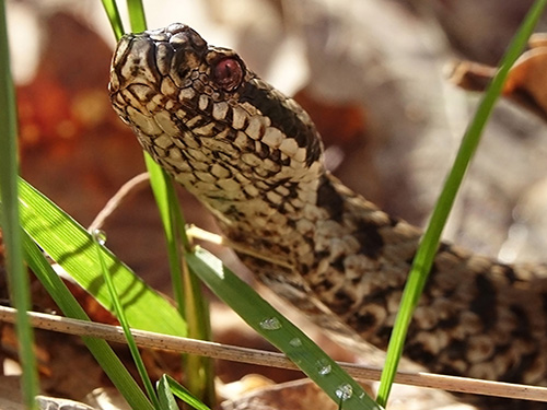 Rencontres naturalistes d’Île-de-France 2020