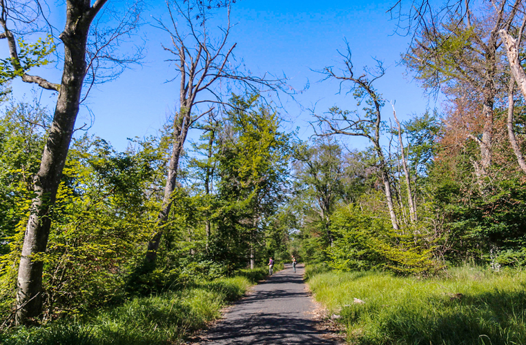 Les forêts, quelle gestion pour favoriser la biodiversité ?