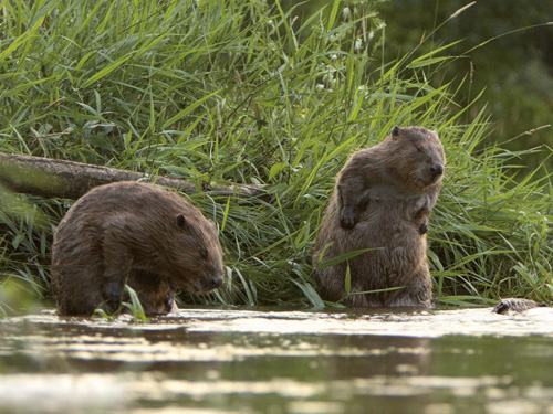 Rencontres naturalistes 2016